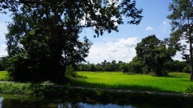 Ormanda yeşil pirinç tarlası