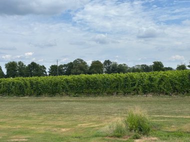 Mavi gökyüzünün altında yeşil bir tarlası olan güzel bir üzüm bağı görüntüsü.