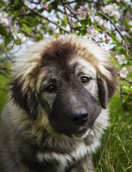 Beautiful Caucasian Shepherd Dog Spring Nature — Stock Photo, Image