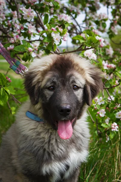 Krásný Kavkazský Ovčák Pes Jarní Přírodě — Stock fotografie