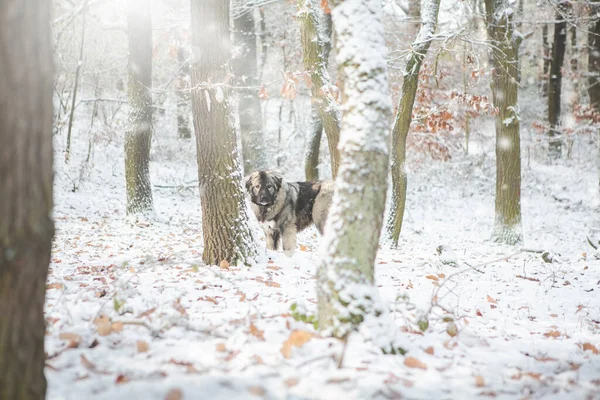 Красивая Кавказская Пастушья Собака Зимней Природе — стоковое фото