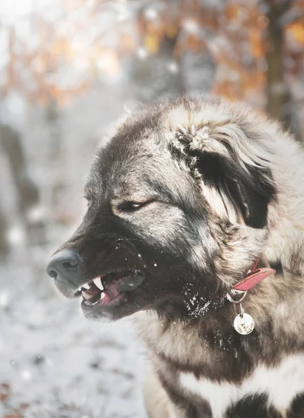 Krásný Kavkazský Ovčák Pes Zimní Přírodě — Stock fotografie