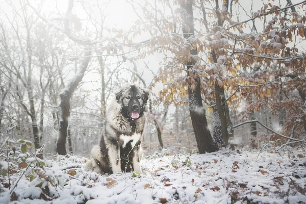 Krásný Kavkazský Ovčák Pes Zimní Přírodě — Stock fotografie