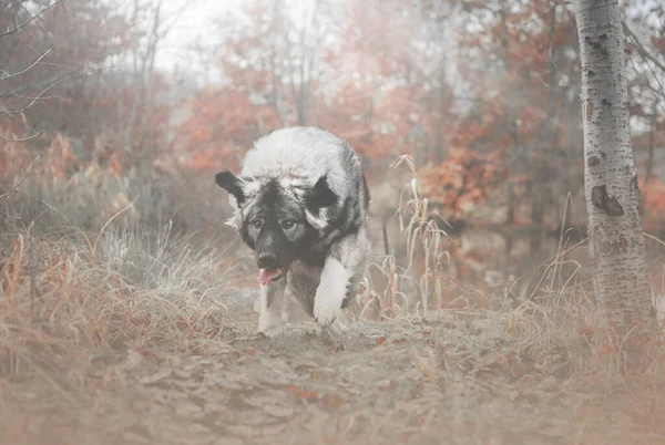 Prachtige Kaukasische Herdershond Rennend Herfst Natuur — Stockfoto