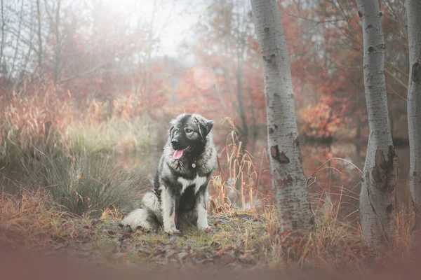 Beautiful Caucasian Shepherd Dog Autumn Nature — Stock Photo, Image
