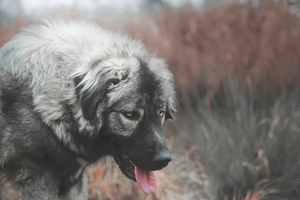 Красивая Кавказская Пастушья Собака Осенью — стоковое фото