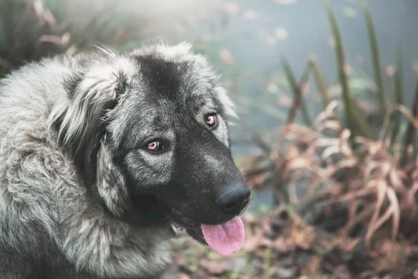 Schöner Kaukasischer Schäferhund Der Herbstlichen Natur — Stockfoto