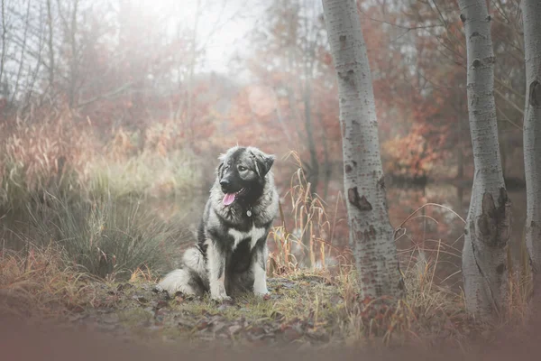 Όμορφη Καυκάσιος Ποιμενικός Σκύλος Στο Φθινόπωρο Φύση Φωτογραφία Αρχείου