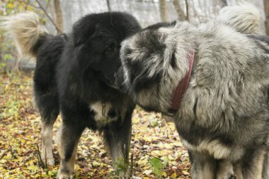 two caucasian shepherd dogs playing in a pack clipart