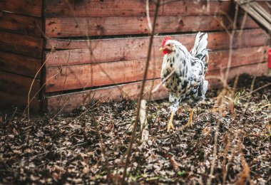 a white black exchequer hybrid chicken in the yard clipart