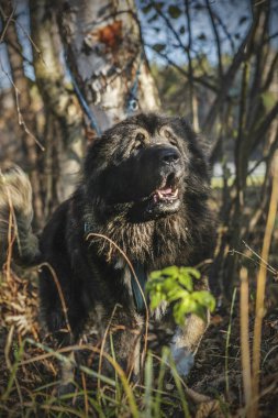 portrait of an adult danger protection k9 caucasian shepherd dog clipart