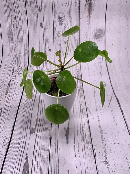 Πράσινο Φυτό Γλάστρα Χαριτωμένη Μικρή Pilea — Φωτογραφία Αρχείου