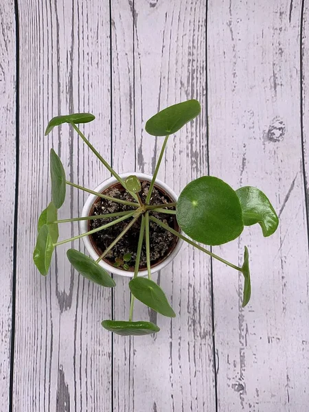 Зеленое Растение Кастрюле Симпатичная Маленькая Пилея Стоковое Изображение
