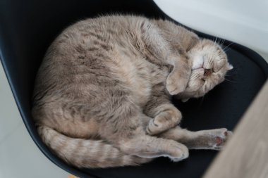 Tatlı kırmızı kedi. Kanepede uyuyan kedi yavrusu.