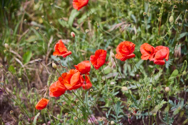 Цветы Несколько Маков Поле Районе Кастилии Лен — стоковое фото