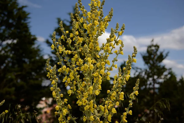 Verbasco Planta Com Flor Amarela Também Chamado Grama Pano Mullein — Fotografia de Stock