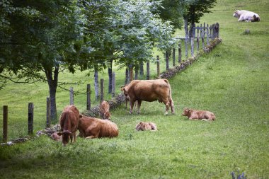 Sığırlar. Picos de Europa 'da bir çayırda birkaç inek ve buzağı