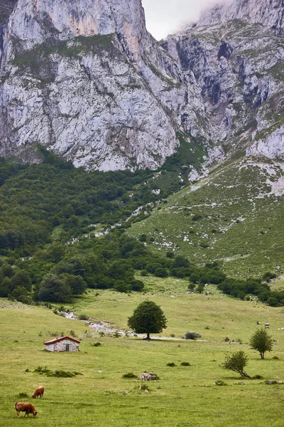 Picchi Europa Paesaggio Delle Montagne Della Catena Montuosa Della Cantabria — Foto Stock