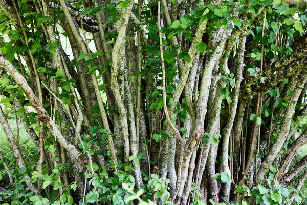 Troncos Vários Aspenos Tremores Populus Tremuloides Uma Árvore Caduca Pertencente — Fotografia de Stock