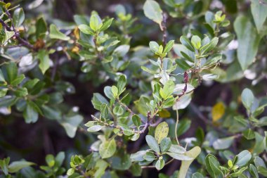 Mavi kavanoz. Caricaceae familyasına ait çiçekli bir bitki cinsidir. Onlar Amerika 'nın yerlileridir. 6 tanımlanmış türü içeriyor ve bunlardan sadece 2 tanesi kabul edildi..