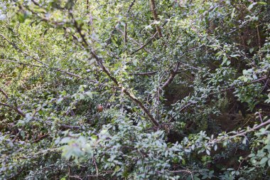 Blackthorn. Yaprak döken, birbirine dolanmış ve dört metre yüksekliğinde dikenli bir çalıdır. Köklerinden filizlenen filizler sayesinde genellikle geniş çalılıklar oluşturur..