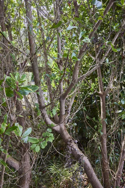 Arbutus. Ericaceae familyasından Arbutus familyasına ait bir çalılıktır. Kırmızımsı bir gövdesi olan 410 metrelik küçük bir ağaçtır ve aşağı yukarı uzun gri pullarla kaplıdır..