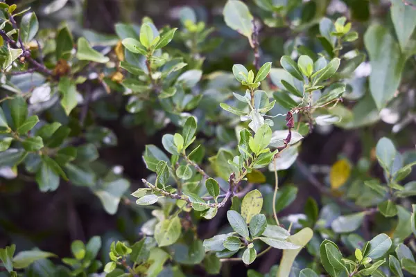 Mavi kavanoz. Caricaceae familyasına ait çiçekli bir bitki cinsidir. Onlar Amerika 'nın yerlileridir. 6 tanımlanmış türü içeriyor ve bunlardan sadece 2 tanesi kabul edildi..