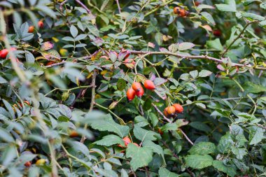Rosehip 'te. İspanya 'da tapaculo ya da gabardera olarak da bilinir, gül (Rosa eglanteria) ve yaban gülü (Rosa canina) gibi Rosa cinsinin şiirsel meyveleridir.).