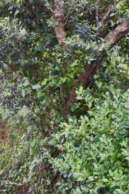 Holm meşesi (Quercus ilex). Fagaceae ailesinin bir ağacı. holm meşesinin bilinen diğer yaygın isimleri meşe ya da holm meşesi.
