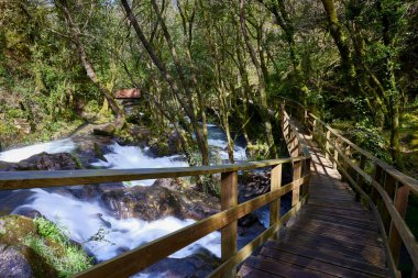Nehir ve şelale. Küçük bir nehir, kayalar ve yürüyüş yolu olan bir orman manzarası.