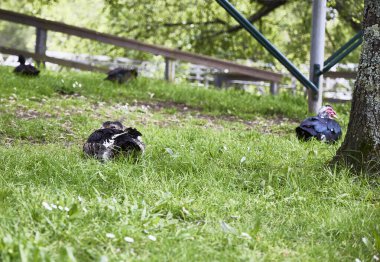 Duck in a garden. A duck rests while looking at the photographer, while a turkey appears in the background, out of focus clipart