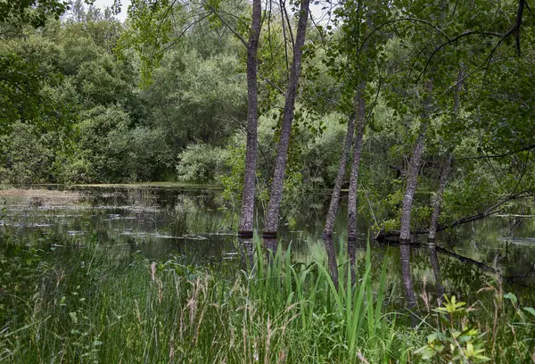 Stock image Lagoon. Within a lush forest there is a lagoon with an ecosystem of fauna and flora. It is in Boiro (Spain)