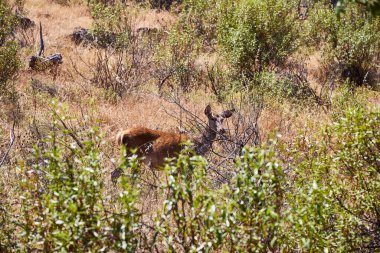 Fawn. Monfrage Doğal Parkı 'ndaki bazı dalların arasında küçük bir geyik.)