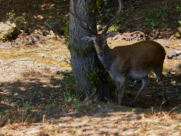 stock image Fawn. Small deer between some branches in the Monfrage Natural Park (Cceres)