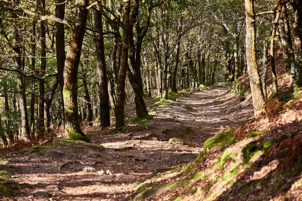 Orman. Lugo ili 'nin güneyindeki Ribeira Sacra' da bir ormanın sonbahar görüntüsü (Galiçya, İspanya)