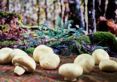 White Mushrooms. A common ingredient in recipes. In the picture they are on a cloth in a leafy forest clipart