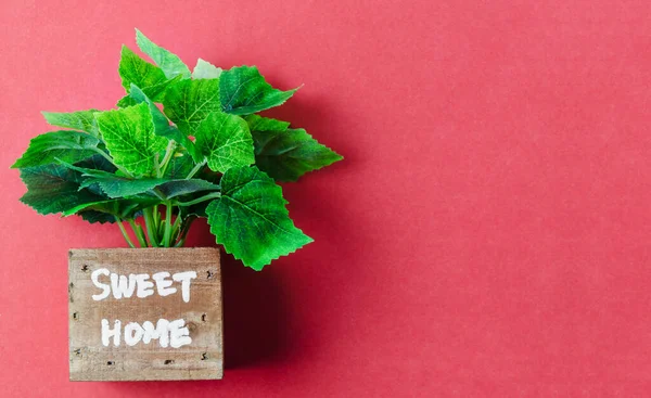 Planta Verde Vaso Madeira Planta Fundo Vermelho Com Espaço Vazio — Fotografia de Stock