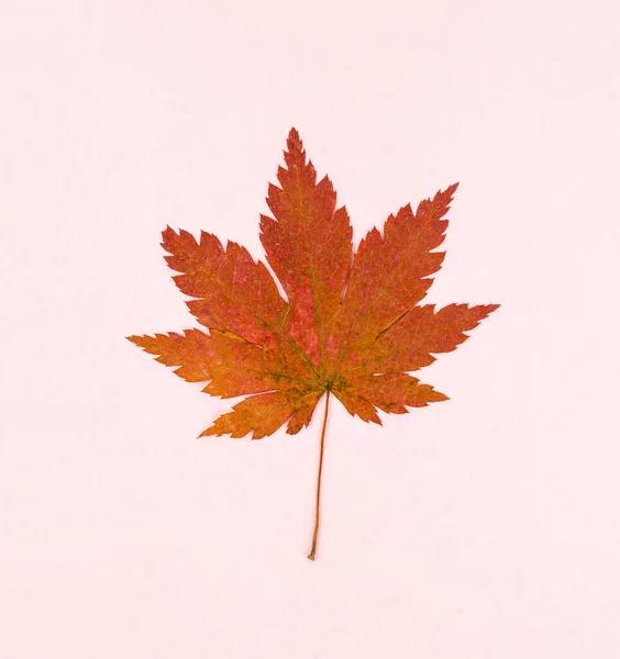 Red Maple Leaf Isolated Pink Colour Background — Stock Photo, Image