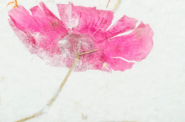 Kertas Murbei Dengan Latar Belakang Tekstur Bunga — Stok Foto