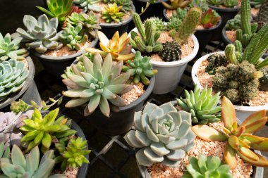 Ev içi bitki koleksiyonu. Güneş ışığıyla farklı tencerelerde sulu ve kaktüs..