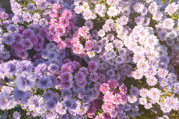 Purple purple and white flower blooming in garden, margaret flowers in farm