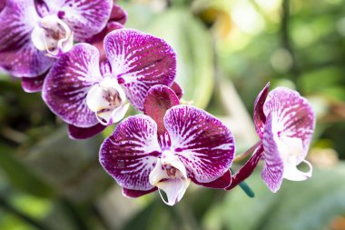 Güzel çiçeklerin portresi, botanik bahçesinde orkide, orkide..