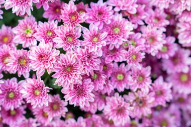 Mor pembe sonbahar manzarası anne çiçekleri desenli.