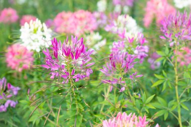 Cleome Hassleriana genellikle Örümcek Çiçeği, Örümcek Bitkisi, Pembe Kraliçe ya da Büyükbabanın Bıyıkları olarak bilinir..