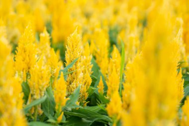 Çiçek bahçesindeki güzel sarı horoz tarağı doğa ışığı arka planında