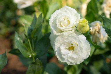 Çiçek açan Beyaz Eustoma, Lisianthus Çiçekleri Bahçede