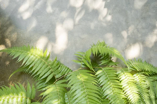 Natural Shadow Overlay Fern Plant Old Grunge Wall Concrete Texture — Fotografia de Stock