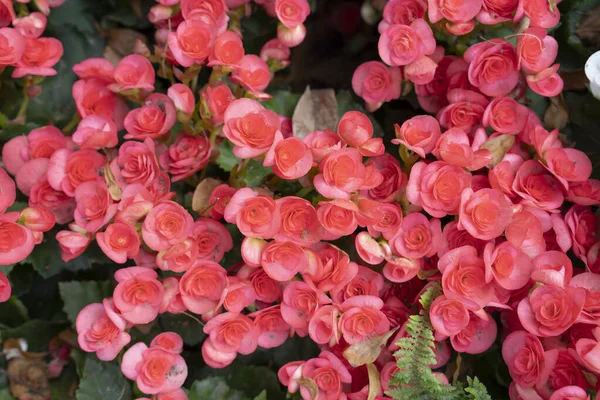 stock image The red colored begonias (Begonia tuberhybrida) in garden