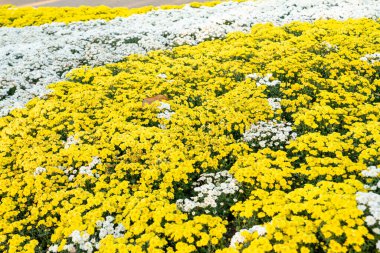 Bahçedeki sarı ve beyaz renkli kasımpatı çiçeklerinin tam kare fotoğrafı..