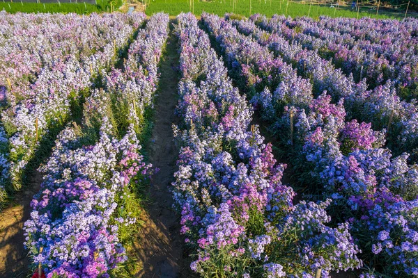 Top view of Margaret flower field. North, Thailand.